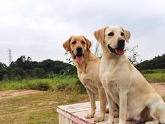 -良成狗狗乐园
