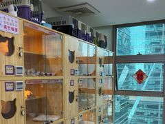 -小猫来了猫舍(福田店)