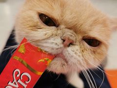 -飞行喵MR PILOT|猫舍·猫咖(静安大融城店)
