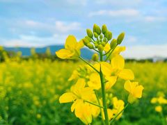 -光明小镇欢乐田园