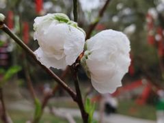 -桃花涧