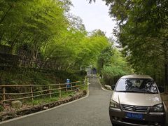 -都江堰中华大熊猫苑