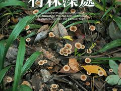 -杭州半山国家森林公园