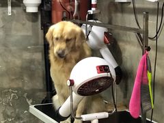 -PETKIT小佩宠物(昭化店)