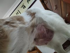 -瑞鹏宠物医院·微创内窥镜·骨外科·牙科(翠竹分院)