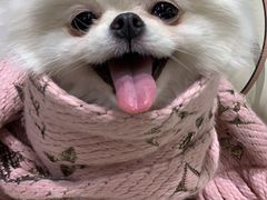 -PETKIT小佩宠物(昭化店)