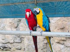 -西霞口神雕山野生动物世界