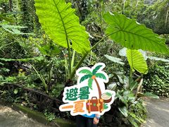 -野象谷景区