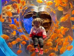 -芜湖新华联大白鲸海洋公园