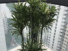 -新湖明珠城