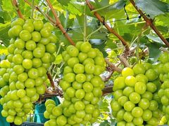 -大泽山风景名胜区