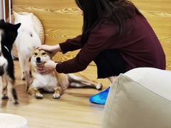-南京Hallo宠物乐园·哈罗犬舍·柴犬繁育基地