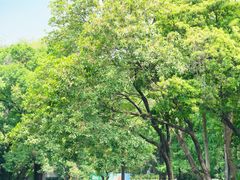 -荔湾湖公园