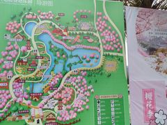 -天适樱花悠乐园