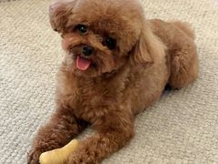 -momokira米努特·德文卷毛猫·棉花面纱犬