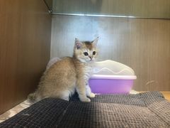 -悠尼宠物·独立低压伊珊娜洗护·美容·寄养(兰谷路店)