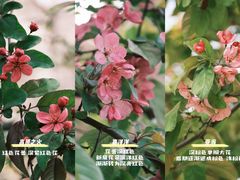 -海棠花溪(元大都城垣遗址公园)