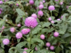 -重庆市江北嘴中央商务区中央公园