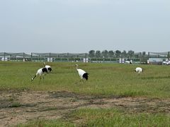 -盐城丹顶鹤湿地生态旅游区