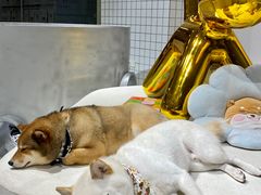 -柴务处·柴犬主题狗咖