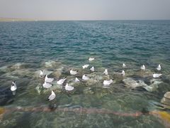 -青海湖国家重点风景名胜区