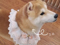 -豆柴町-柴犬主题狗咖(红鼎国际C座店)
