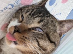 -灵美宠物诊所