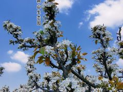 -树山生态村
