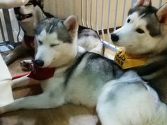 -Husky Go! 哈士奇体验馆·宠物咖啡厅狗咖