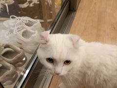 -MOYOYO猫咪咖啡店