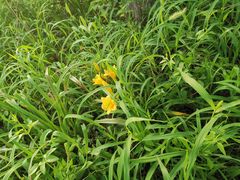 -泗洪洪泽湖湿地景区