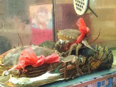 -巽寮印象美食部落餐厅·海鲜·地方特色菜(惠州体验店)