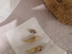 -宠爱国际动物医院· 猫科· 外科·中兽医(长白店)