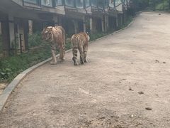 -大连森林动物园