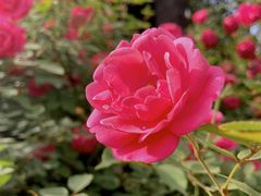 -南京民俗博物馆(甘熙故居)