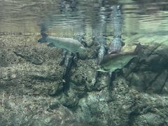 -上海海洋水族馆