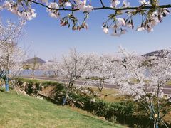-羊山湖公园