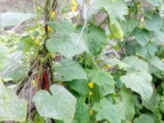 -金明姬铁锅炖(东坝店)