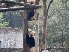 -都江堰中华大熊猫苑