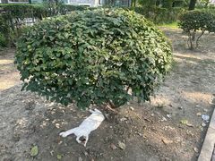 -四川大学(华西校区)