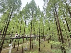 -黄海国家森林公园