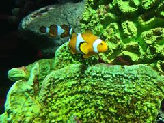 -暹罗海洋世界