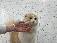 -喵园·猫主题咖啡厅·撸猫·猫咖(国贸店)