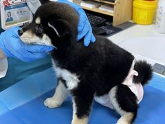 -美联众合动物医院·24h京西诊疗中心