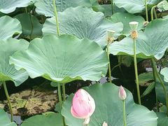-西青郊野公园