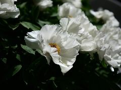 -陕西师范大学(雁塔校区)