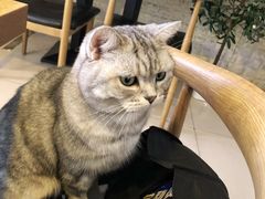 -平行世界·猫咖(首经贸店)