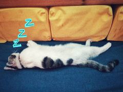 -Sirena海妖日咖夜酒