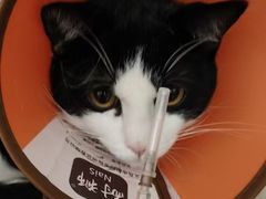 -瑞派康怡24h宠物医院·犬猫医疗中心·微创绝育(瑞景分院)