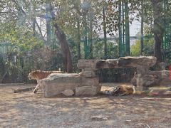 -上海野生动物园老虎餐厅